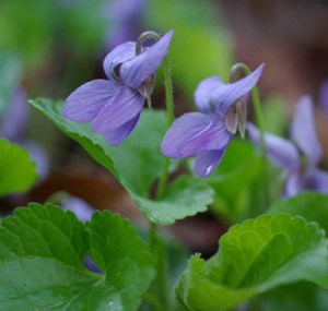 Violets