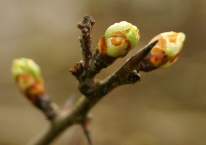 Tree Buds