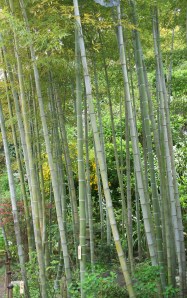 Bamboo